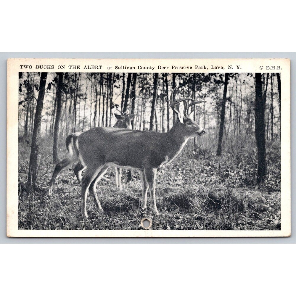 Vintage Postcard TWO BUCKS ON THE ALERT Sullivan County Deer Preserve Lava NY